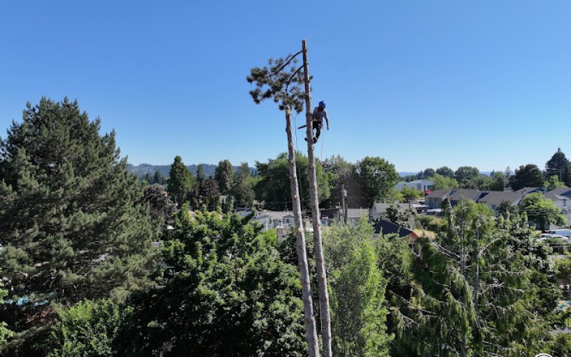 NW Premier Tree Services LLC