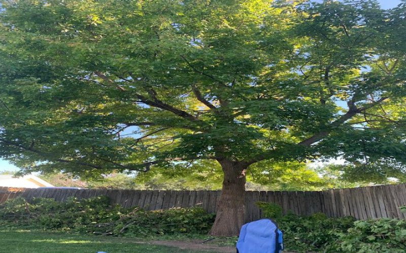 Papendieck's Tree Service