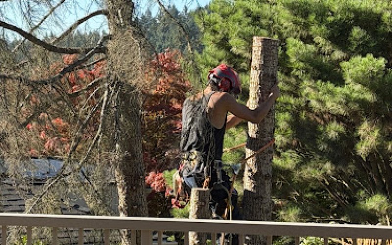 R & R Tree Service, Inc.