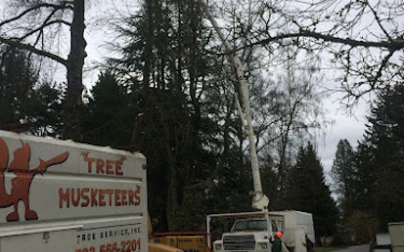 Tree Musketeers Tree Service Inc