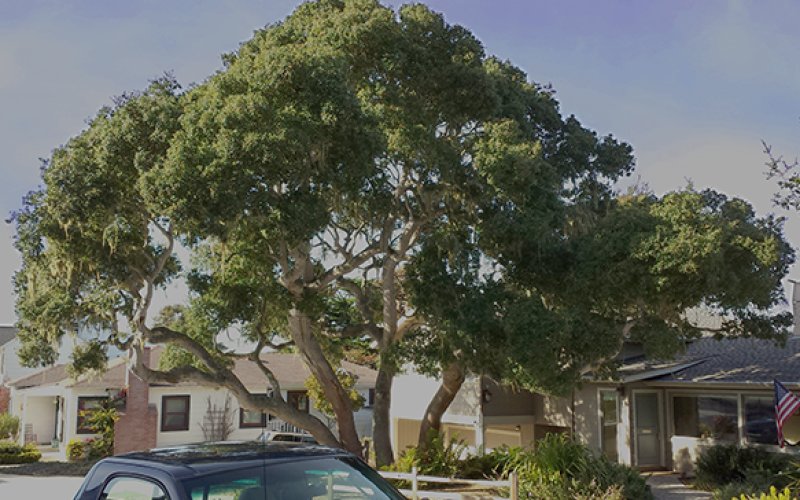 Tree Health Care - PPM Inc.