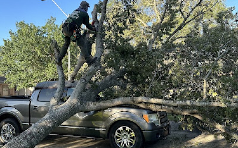 3 Monkeys Tree Service San Antonio — Tree service in San Antonio