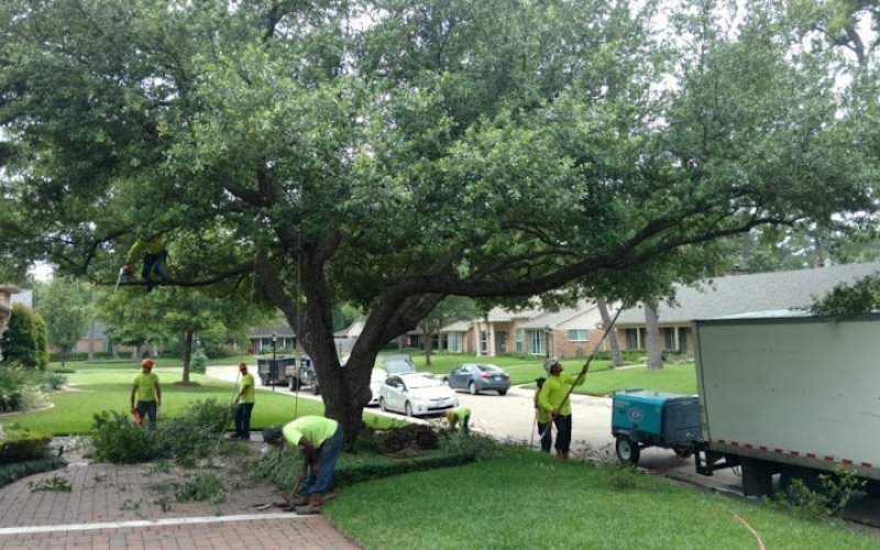 Mission City Arbor Group — Tree service in San Antonio