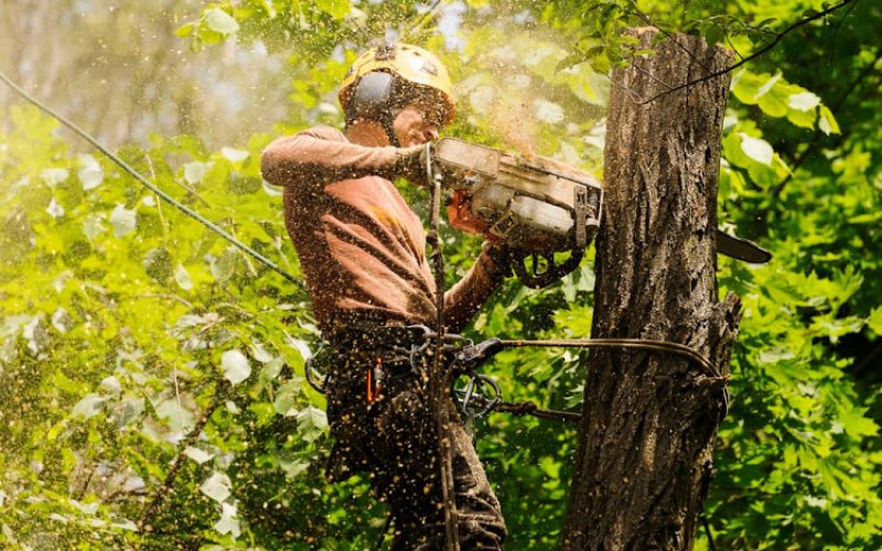 Urgent Tree Care — Tree service in San Antonio