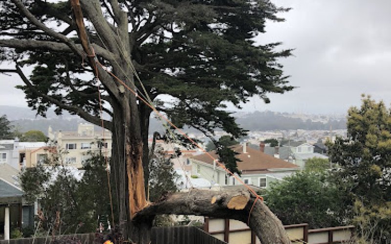The Urban Arborist — Arborist service in San Francisco