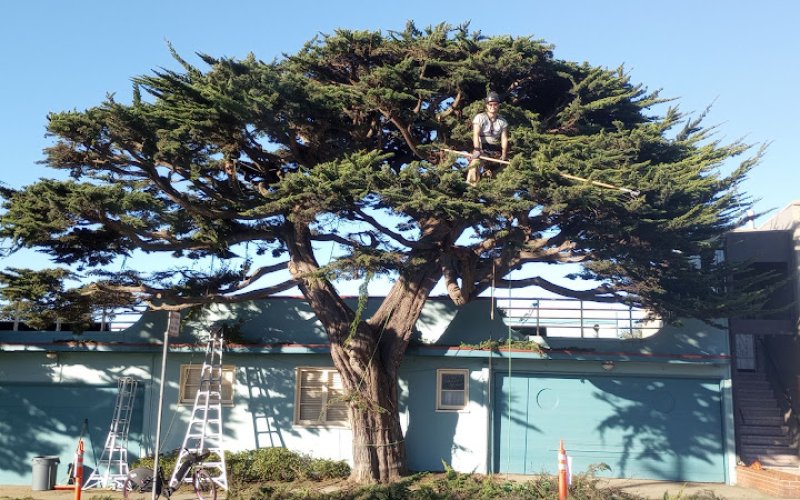 Treekeeper SF — Arborist service in San Francisco