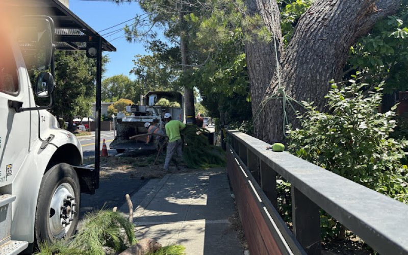 Anderson's Tree Care Specialists