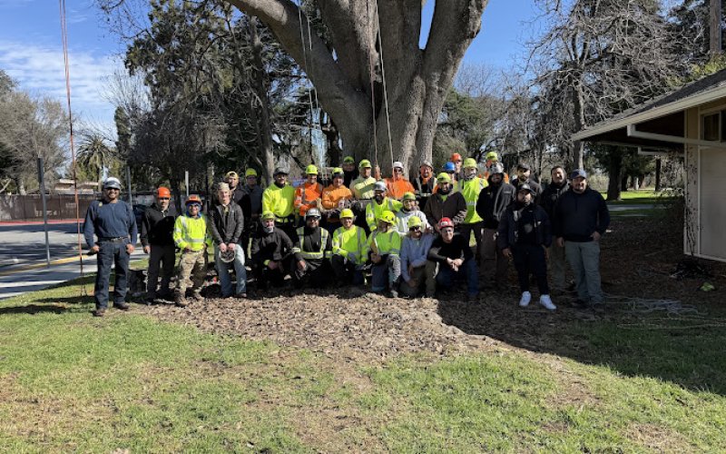 Bay Area Tree Specialists