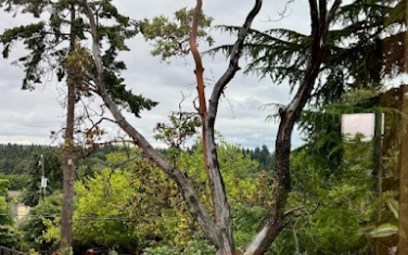 Corona Tree Service of Santa Clara