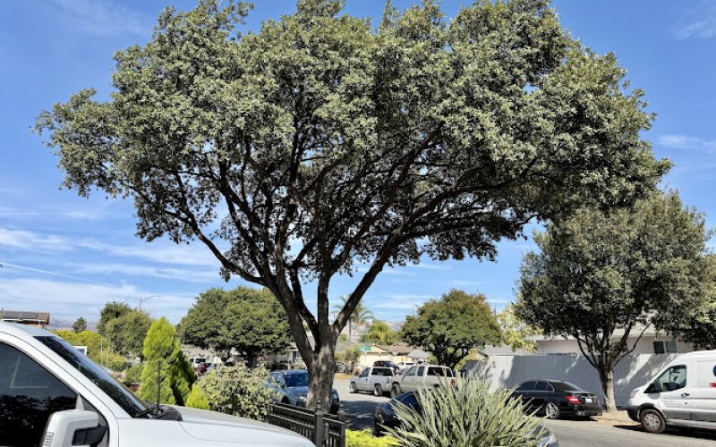 Majestic Tree Service