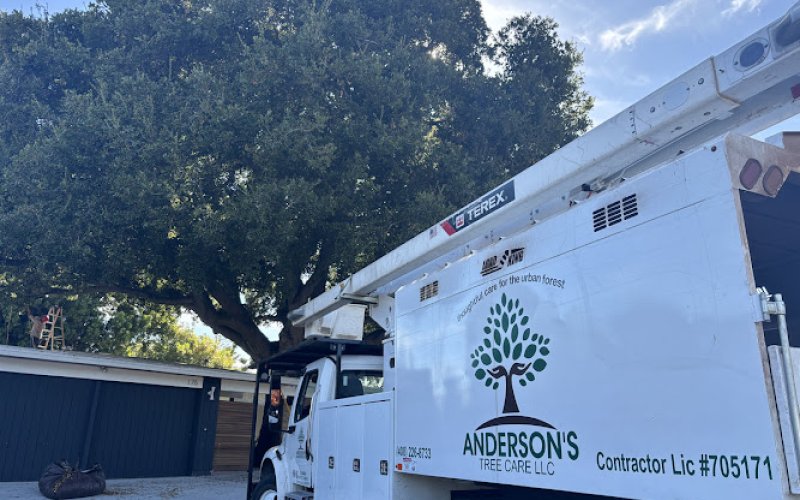 Anderson's Tree Care Specialists