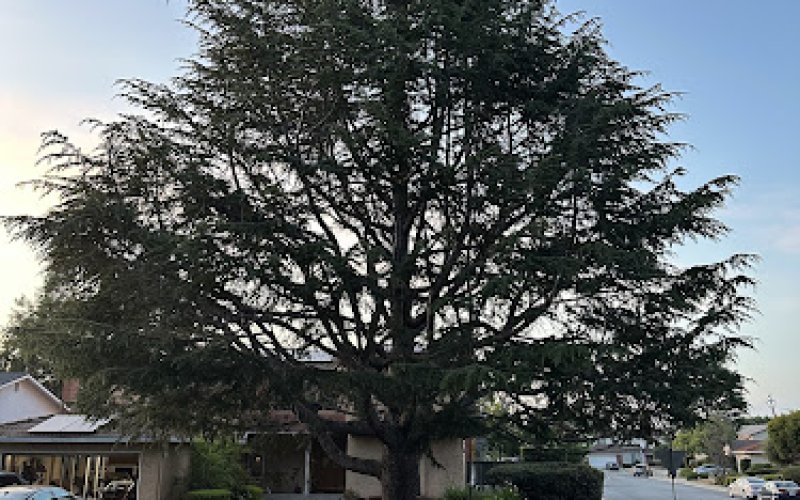 Bay Area Tree Specialists