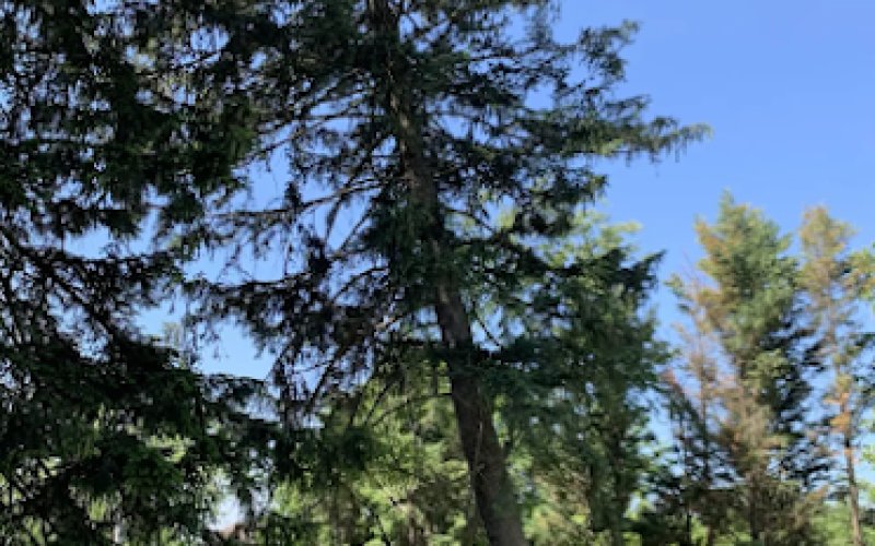 Corona Tree Service of Santa Clara