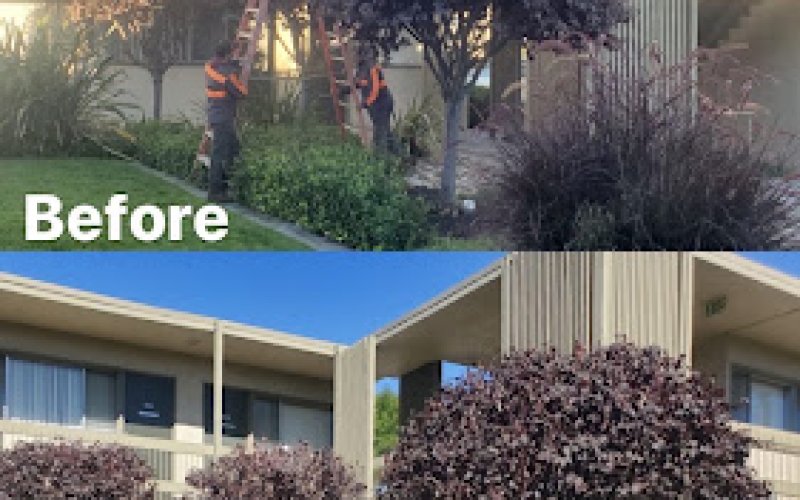 New Sky Tree Service