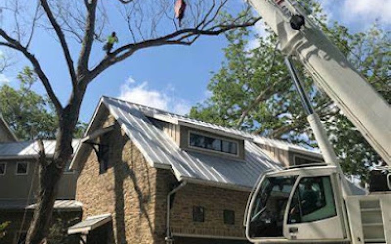 Tr﻿ee Ser﻿vice﻿ Cupertino