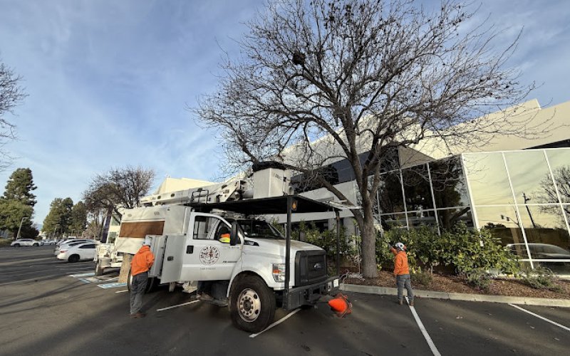 West Coast Tree Care