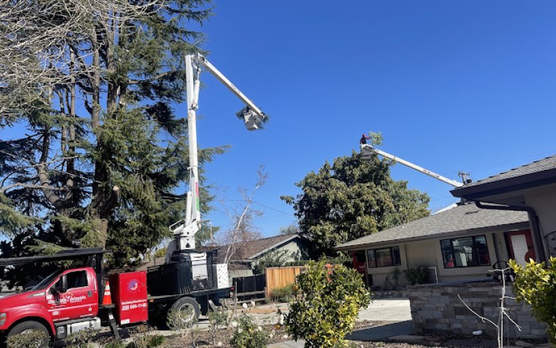 West Valley Arborists