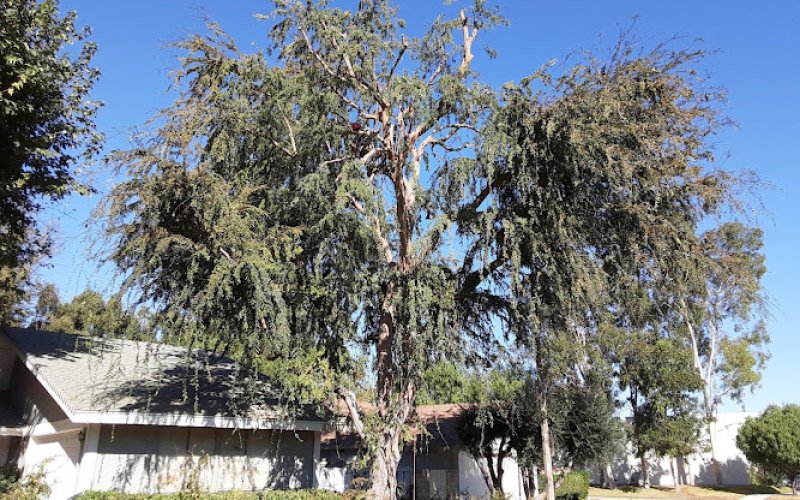 Aguilar Tree Trimming — Tree service in Santa Clarita