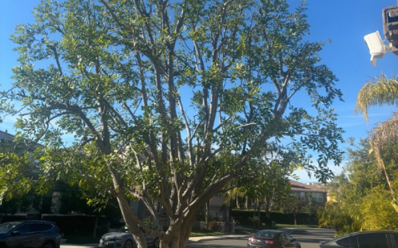 Canyon's Tree Service — Tree service in Santa Clarita