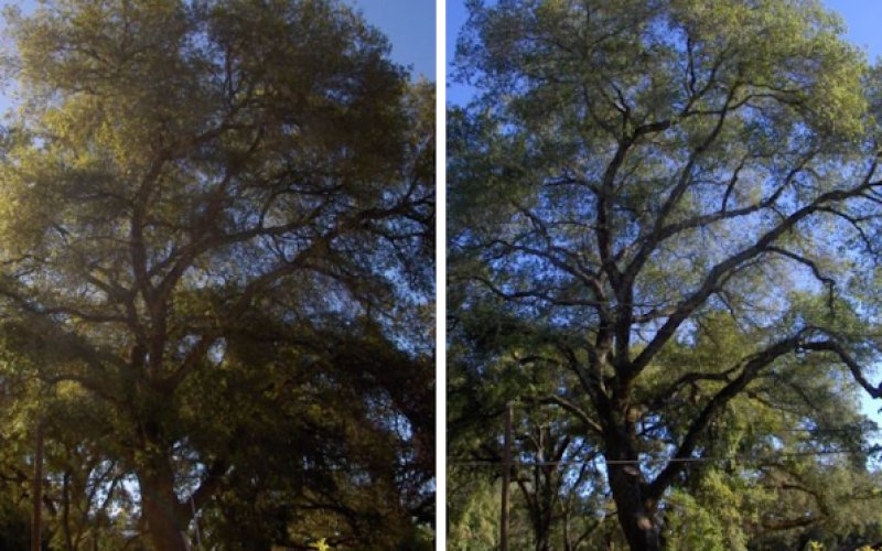 Alan Quality Tree Care
