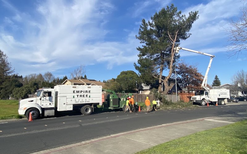 Empire Tree Experts