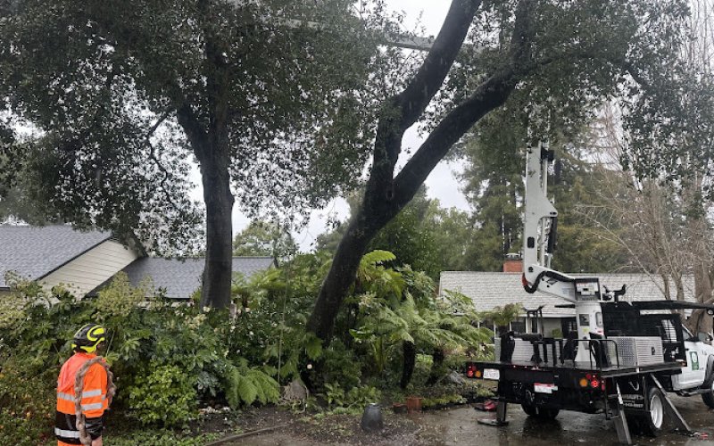Jeff Lester Arborist