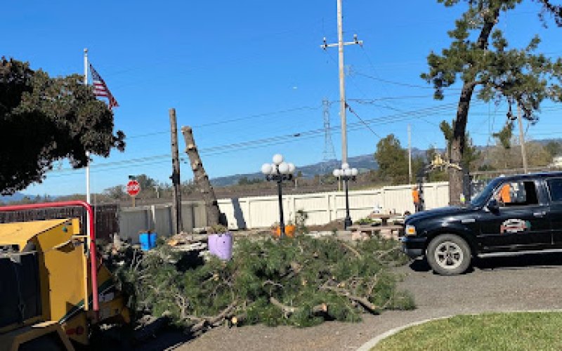 Northgate Tree Care