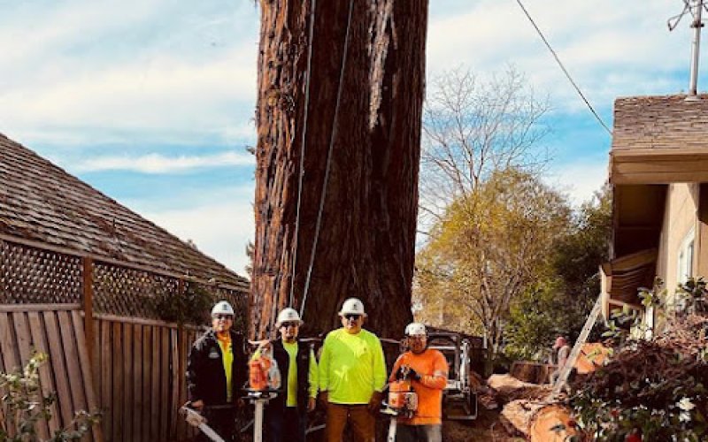 Sam's Tree Service