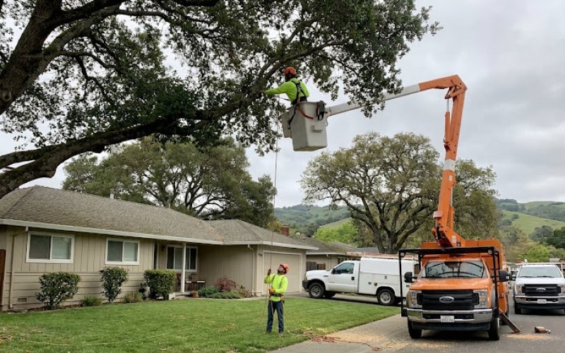 Treeex Tree Experts