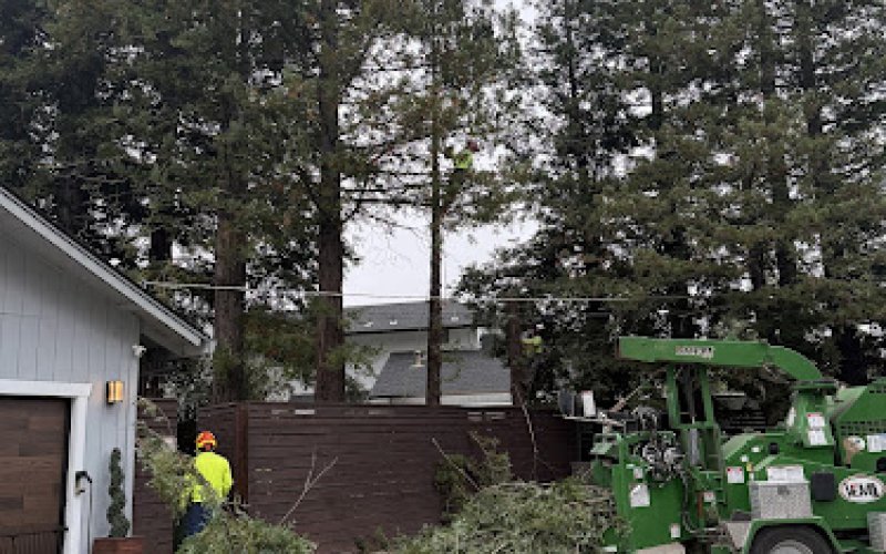 Vema Tree Service