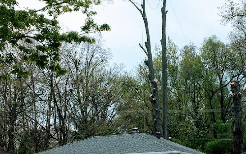 Accurate Tree Service