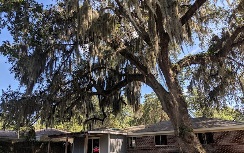 Georgia Tree Solutions Group, LLC