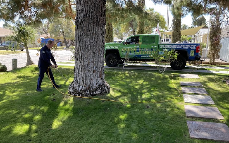 Arbor Tree Feeding Experts — Tree service in Scottsdale