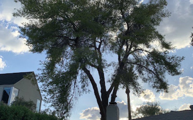 Arcadia Tree Co — Tree service in Scottsdale