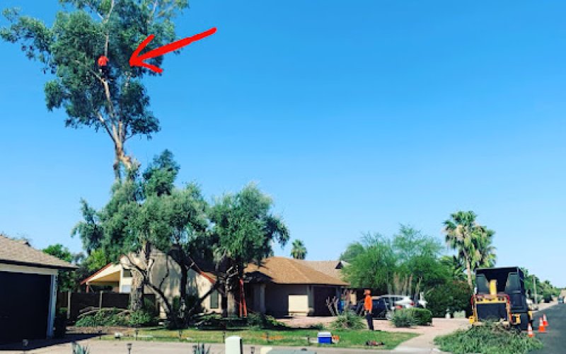 Arizona Tree Trimming & Removal Scottsdale — Tree service in Scottsdale