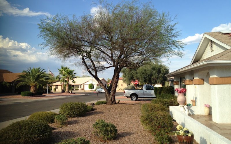 JB Bolton Tree Division — Tree service in Scottsdale
