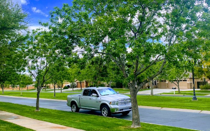 Scottsdale Tree Trimmers — Tree service in Scottsdale