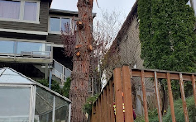 Alex Tree Service