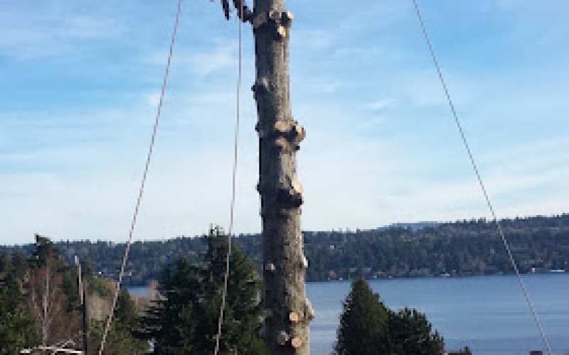 Tree People