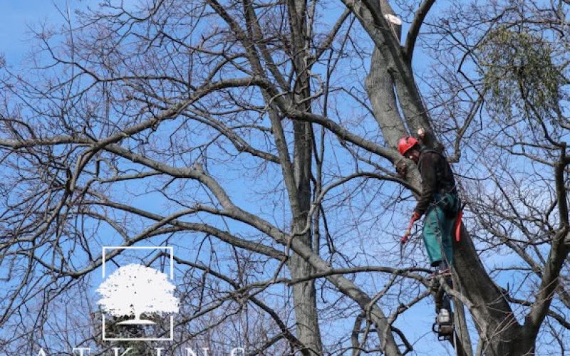 Atkins Tree Service