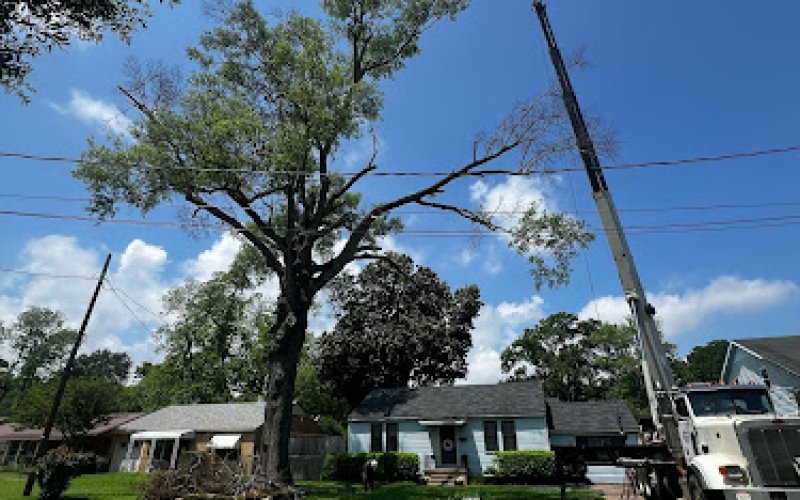 Miller Tree Service, Inc.