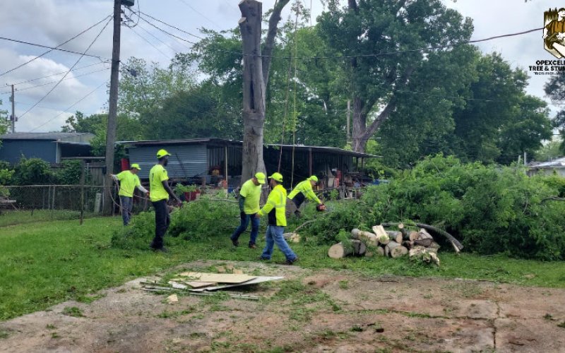 OpExcellence Tree and Stump Pros
