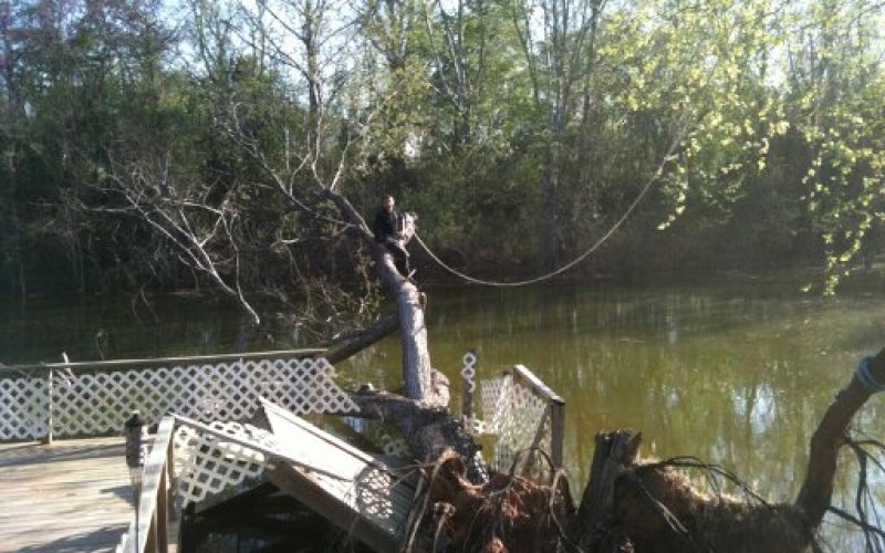 Special Tree Care LLC