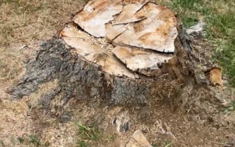 Spencer's Stump & Tree Removal Contractor