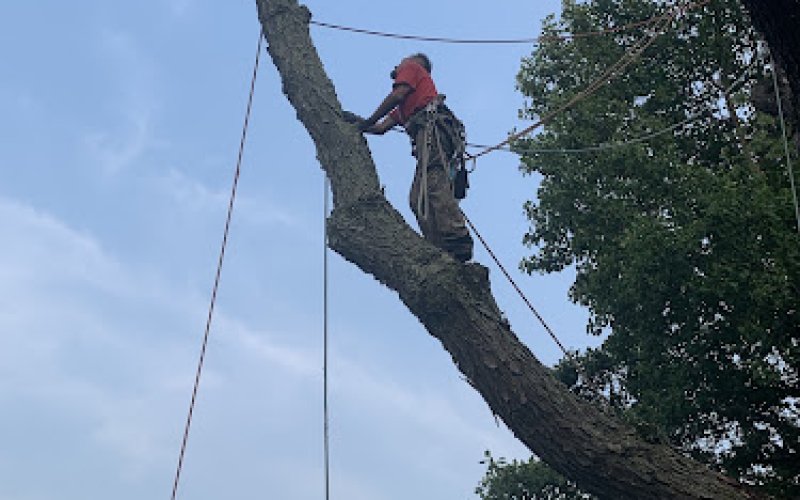 Long Branch Tree Service LLC