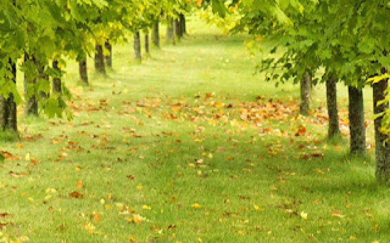 Mark Temple Tree Service