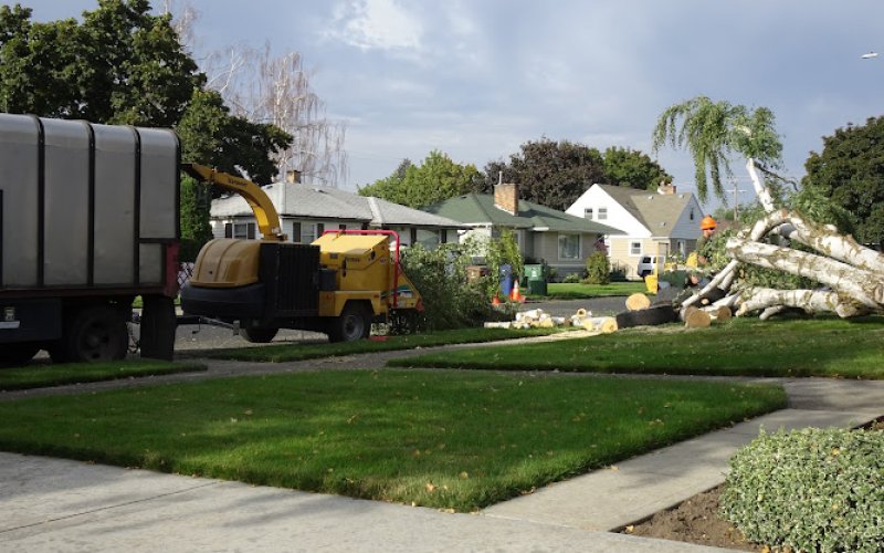 A1 Tree Service - Pruning Trimming Removal