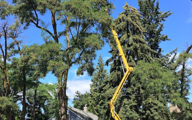 Spokane Tree Pro