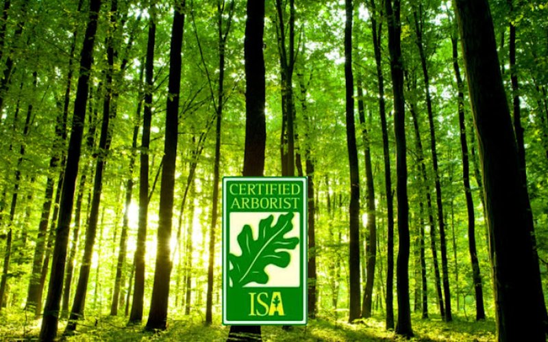 Coughlin Tree Service