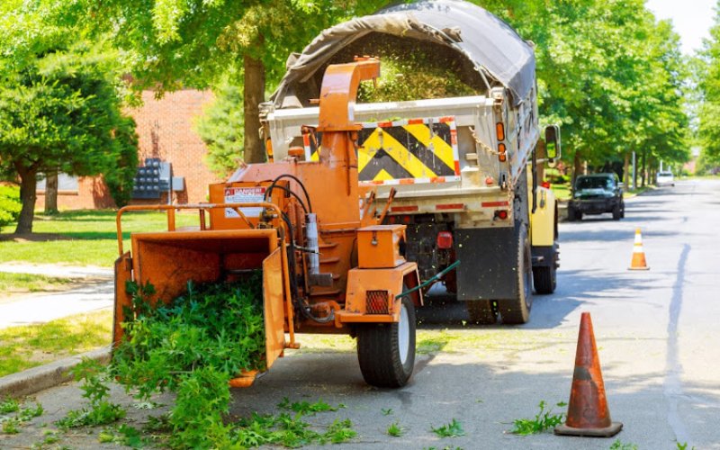 Woodchuck Chicopee Tree Service Pros